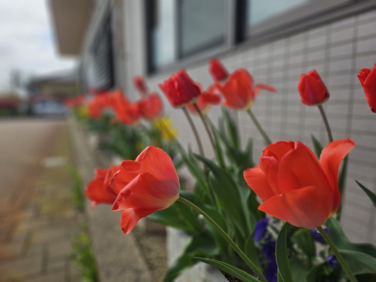チューリップが咲きました🌷