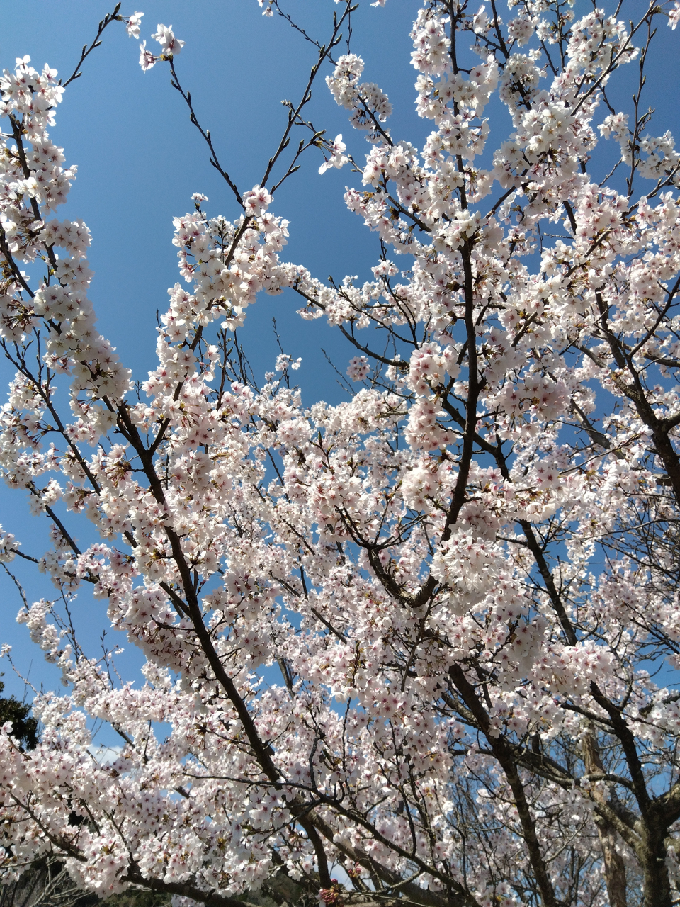 お花見に行ってきました！(ショート)